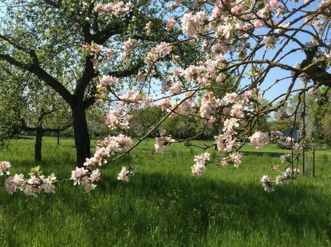Foto: Obstbaum in Blüte. Fotoautorin: Julia Sikora